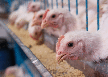 Reabertura Da China Para Frango Do Brasil Abre Oportunidades Para Mbrf3 - Gazeta Mercantil