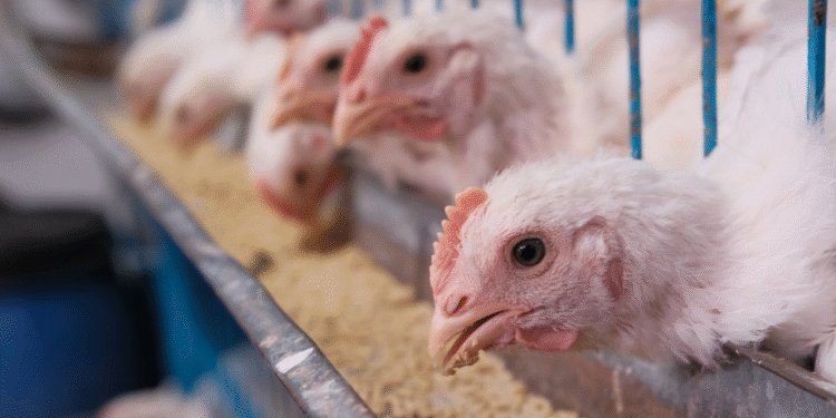 Reabertura Da China Para Frango Do Brasil Abre Oportunidades Para Mbrf3 - Gazeta Mercantil