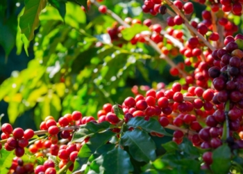 Nova Rota Do Café Brasileiro: Alemanha Lidera Importações Após Tarifaço De Trump - Gazeta Mercantil