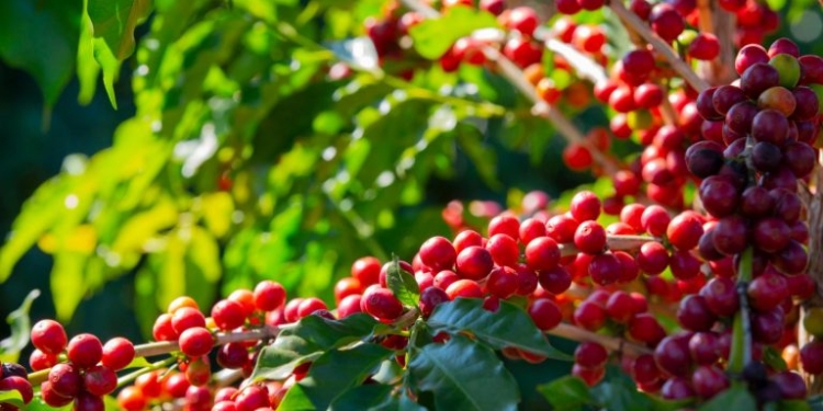 Nova Rota Do Café Brasileiro: Alemanha Lidera Importações Após Tarifaço De Trump - Gazeta Mercantil