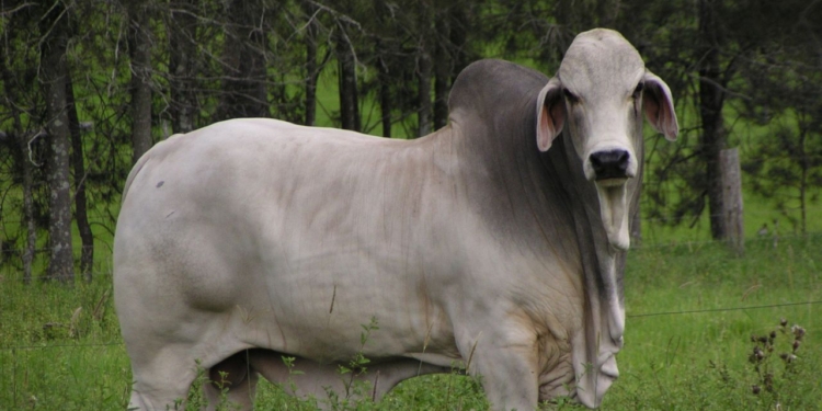 Abate De Bovinos No Brasil Bate Recorde Histórico Pelo Segundo Ano Consecutivo - Gazeta Mercantil
