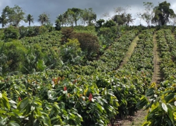 Aliare Compra Agrometrika E Traça Plano Para Ser A Big Tech Do Agro Brasileiro Até 2030 - Gazeta Mercantil