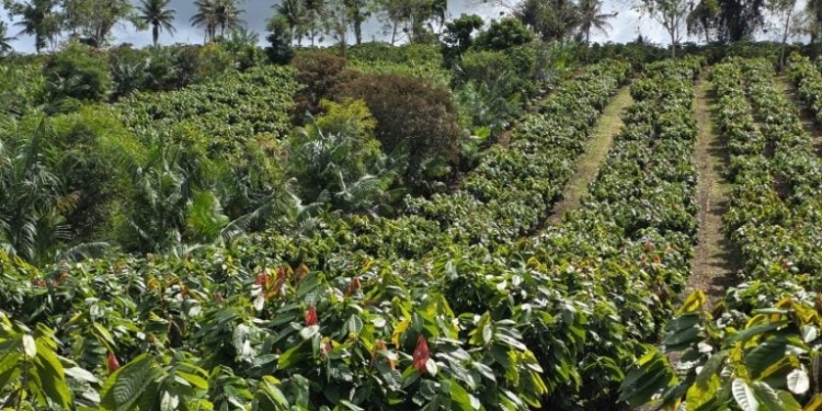 Aliare Compra Agrometrika E Traça Plano Para Ser A Big Tech Do Agro Brasileiro Até 2030 - Gazeta Mercantil