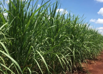 Xp Investimentos Reduz Preço-Alvo Da São Martinho (Smto3) E Prevê Queda Mesmo Após Desvalorização De 55% - Gazeta Mercantil