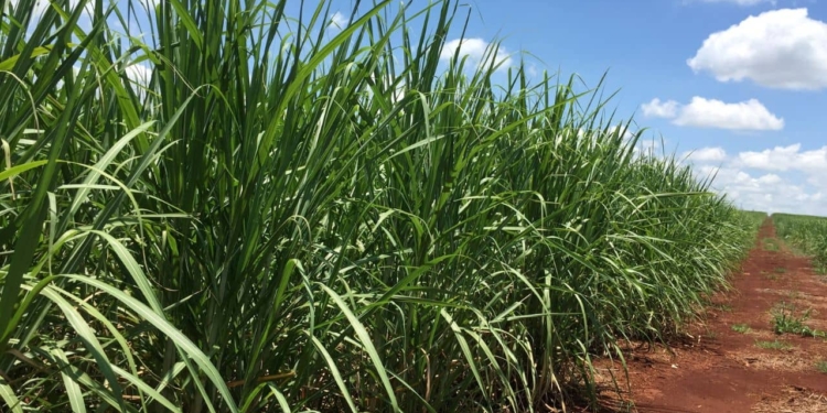 Xp Investimentos Reduz Preço-Alvo Da São Martinho (Smto3) E Prevê Queda Mesmo Após Desvalorização De 55% - Gazeta Mercantil