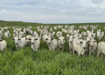 Inovação Genômica: Embrapa Lidera Acordo Histórico Com A Índia - Gazeta Mercantil