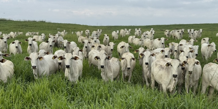 Inovação Genômica: Embrapa Lidera Acordo Histórico Com A Índia - Gazeta Mercantil