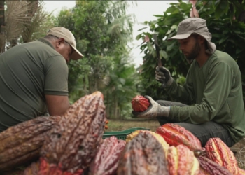 Agro Sustentável: Brasil Apresenta Ao Mundo Sua Força Produtiva E Ambiental Na Cop30 - Gazeta Mercantil