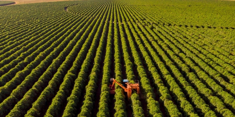 Recuperação Judicial No Agronegócio Pressiona Crédito Em 2025 - Gazeta Mercantil