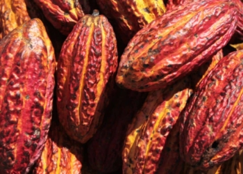 Preço Do Chocolate: Queda No Cacau Só Deve Aliviar Bolso No 2º Semestre - Gazeta Mercantil