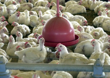 China Retoma Importação De Carne De Frango Do Brasil E Fortalece Liderança Do Agronegócio - Gazeta Mercantil