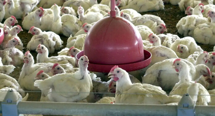 China Retoma Importação De Carne De Frango Do Brasil E Fortalece Liderança Do Agronegócio - Gazeta Mercantil