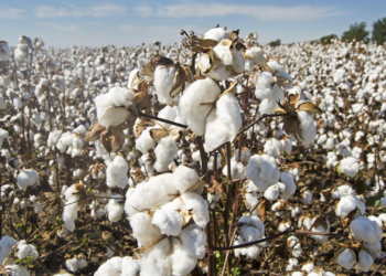 Brasil Bate Recorde Histórico Na Exportação De Algodão E Consolida Liderança Mundial - Gazeta Mercantil