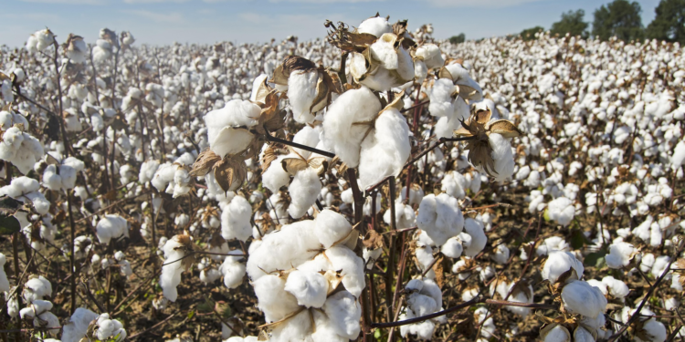 Brasil bate recorde histórico na exportação de algodão e consolida liderança mundial 1 GAZETA MERCANTIL Brasil Bate Recorde Histórico Na Exportação De Algodão E Consolida Liderança Mundial - Gazeta Mercantil