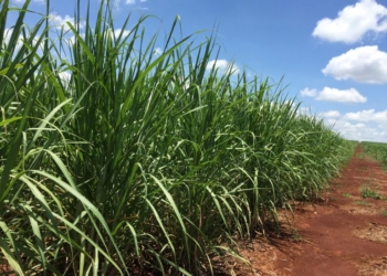 Superávit De Açúcar De 3,7 Milhões De Toneladas Derruba Preços Globais - Gazeta Mercantil