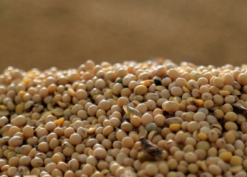 Soja Recua Em Chicago Após Máxima Semanal Apesar De Compras Expressivas Da China - Gazeta Mercantil