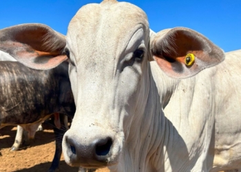 Tarifas Chinesas Na Carne Bovina: Impactos Para Exportadores Brasileiros E Estratégias Em 2026 - Gazeta Mercantil