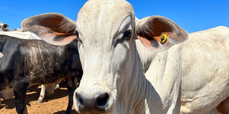 Tarifas Chinesas Na Carne Bovina: Impactos Para Exportadores Brasileiros E Estratégias Em 2026 - Gazeta Mercantil