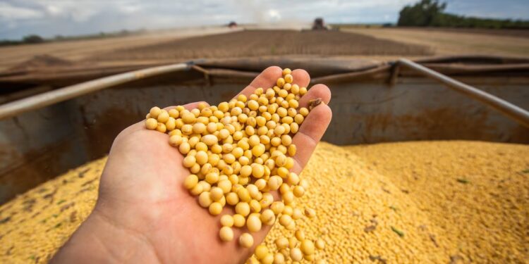 Mato Grosso confirma saída da Abiove da Moratória da Soja e reforça segurança jurídica 1 GAZETA MERCANTIL Mato Grosso Confirma Saída Da Abiove Da Moratória Da Soja E Reforça Segurança Jurídica - Gazeta Mercantil