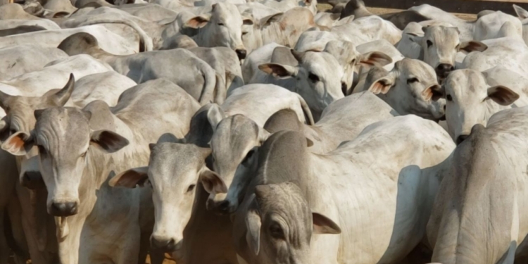 Mercado Projeta Arroba Perto De R$ 390 - Gazeta Mercantil