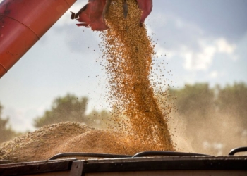 Safra De Soja 2025/26: Conab Reduz Estimativa, Mas Projeta Recorde De 176 Mi De Toneladas - Gazeta Mercantil