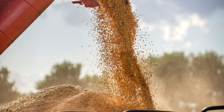 Safra De Soja 2025/26: Conab Reduz Estimativa, Mas Projeta Recorde De 176 Mi De Toneladas - Gazeta Mercantil