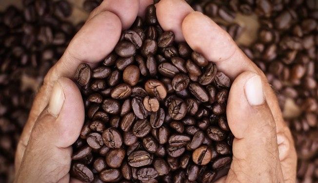 Safra De Café 2026: Conab Projeta Produção Recorde De 66,2 Milhões De Sacas - Gazeta Mercantil