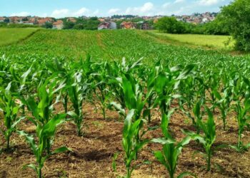 Pib Do Agronegócio Salta 12,20% Em 2025 E Atinge R$ 3,2 Trilhões; Veja Os Destaques - Gazeta Mercantil