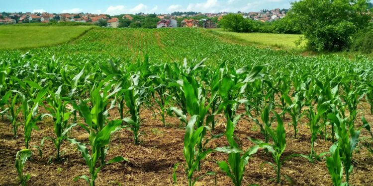 Pib Do Agronegócio Salta 12,20% Em 2025 E Atinge R$ 3,2 Trilhões; Veja Os Destaques - Gazeta Mercantil