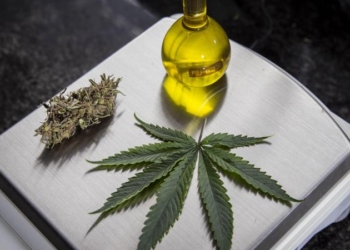 Anvisa Aprova Exportação De Cannabis Medicinal Produzida No Brasil - Gazeta Mercantil