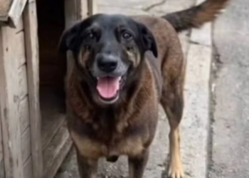 Polícia Identifica Adolescente Responsável Pela Morte Do Cão Orelha Em Santa Catarina - Gazeta Mercantil