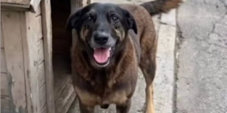 Polícia Identifica Adolescente Responsável Pela Morte Do Cão Orelha Em Santa Catarina - Gazeta Mercantil