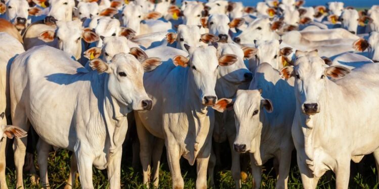 Arroba do boi gordo sobe 7% em fevereiro com exportações recorde 1 GAZETA MERCANTIL Arroba Do Boi Gordo Sobe 7% Em Fevereiro Com Exportações Recorde - Gazeta Mercantil