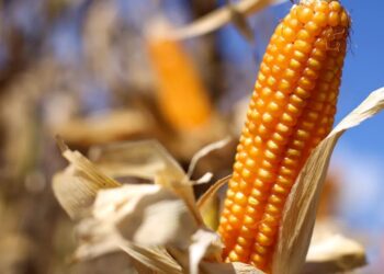 Milho Fecha Em Alta Em Chicago Com Suporte Do Petróleo E Atenção Ao Clima Nos Eua - Gazeta Mercantil