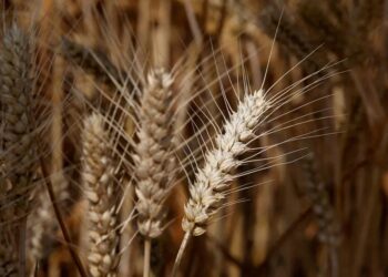 Trigo - Gazeta Mercantil