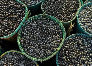 Ufopa patenteia painel de alta resistência produzido com caule de açaizeiro 3 GAZETA MERCANTIL Açaí - Gazeta Mercantil