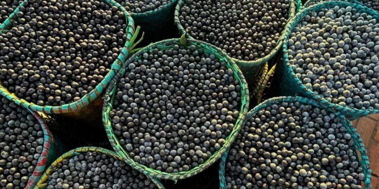 Ufopa patenteia painel de alta resistência produzido com caule de açaizeiro 1 GAZETA MERCANTIL Açaí - Gazeta Mercantil