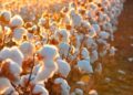 Do Campo À Etiqueta: Rastreio De Algodão Brasileiro Vira Ativo Global