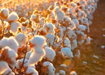 Do Campo À Etiqueta: Rastreio De Algodão Brasileiro Vira Ativo Global