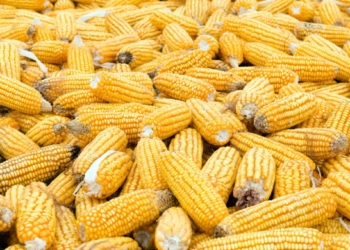 Milho Cai Na B3 Com Dólar Abaixo De R$ 5, Porto Pressionado E Negócios Travados No Brasil - Gazeta Mercantil