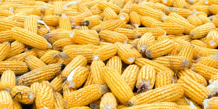 Milho Cai Na B3 Com Dólar Abaixo De R$ 5, Porto Pressionado E Negócios Travados No Brasil - Gazeta Mercantil