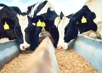 Produção De Ração No Brasil Cresce Em 2025 E Consolida País Como 3º Maior Do Mundo-Gazeta Mercantil