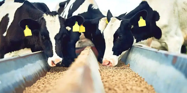 Produção De Ração No Brasil Cresce Em 2025 E Consolida País Como 3º Maior Do Mundo-Gazeta Mercantil