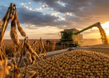 Brasil Amplia Exportações De Soja Em 2026 E Reforça Liderança Global No Agro - Gazeta Mercantil