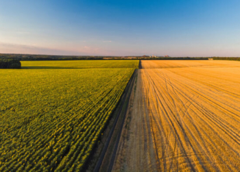 Adecoagro (Agro) Registra Ebitda Ajustado Recorde De Us$ 172,5 Milhões No Segundo Trimestre - Gazeta Mercantil