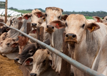 Exportações de carne bovina batem recorde e somam US$ 9,85 bilhões no semestre 6 GAZETA MERCANTIL Exportações De Carne Bovina Batem Recorde E Somam Us$ 9,85 Bilhões No Semestre - Gazeta Mercantil
