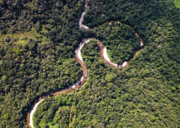 USP cria mapa químico para rastrear origem de madeira ilegal da Amazônia 6 GAZETA MERCANTIL Usp Cria Mapa Químico Para Rastrear Origem De Madeira Ilegal Da Amazônia - Gazeta Mercantil