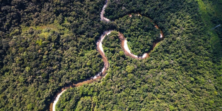 Usp Cria Mapa Químico Para Rastrear Origem De Madeira Ilegal Da Amazônia - Gazeta Mercantil