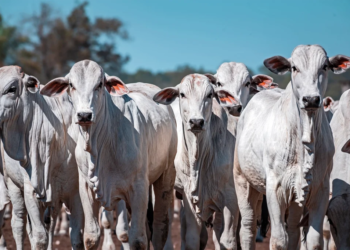 Carne Bovina - Gazeta Mercantil